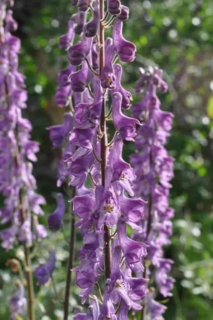 Aconitum lycoctonum ssp. septentrionale