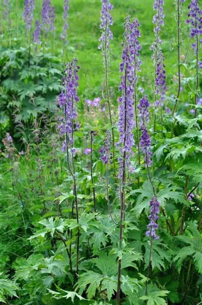 Aconitum lycoctonum ssp. septentrionale