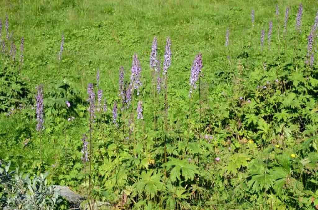 Aconitum lycoctonum ssp. septentrionale