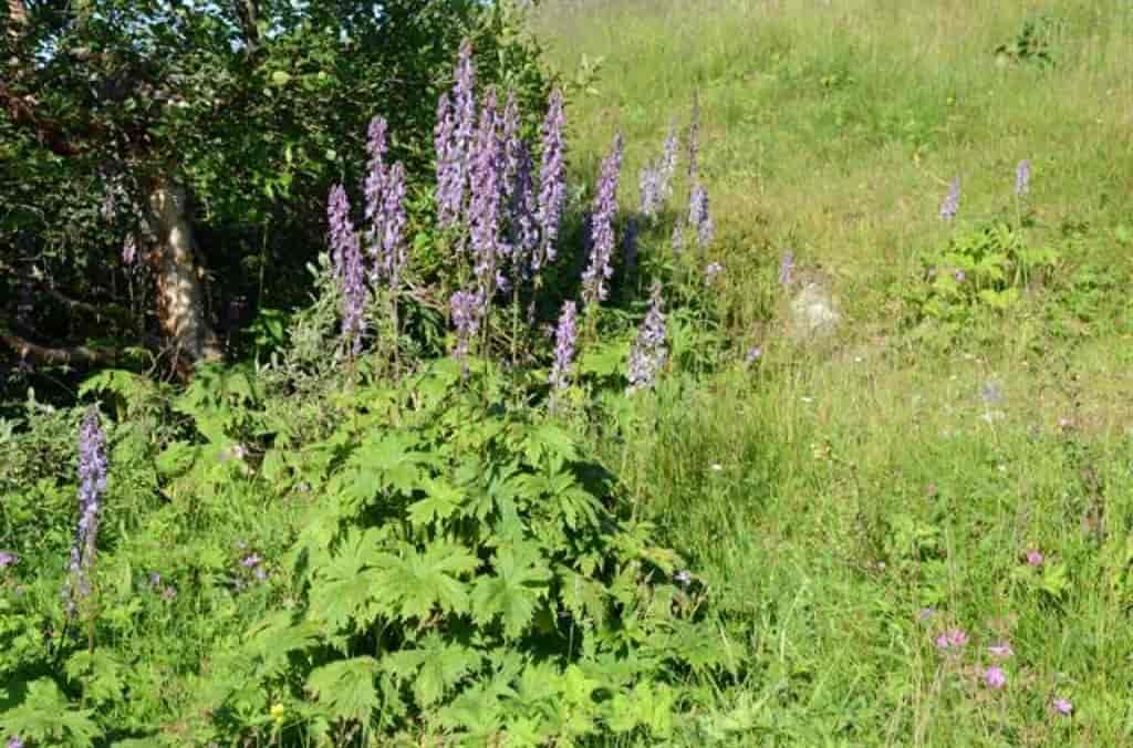 Aconitum lycoctonum ssp. septentrionale