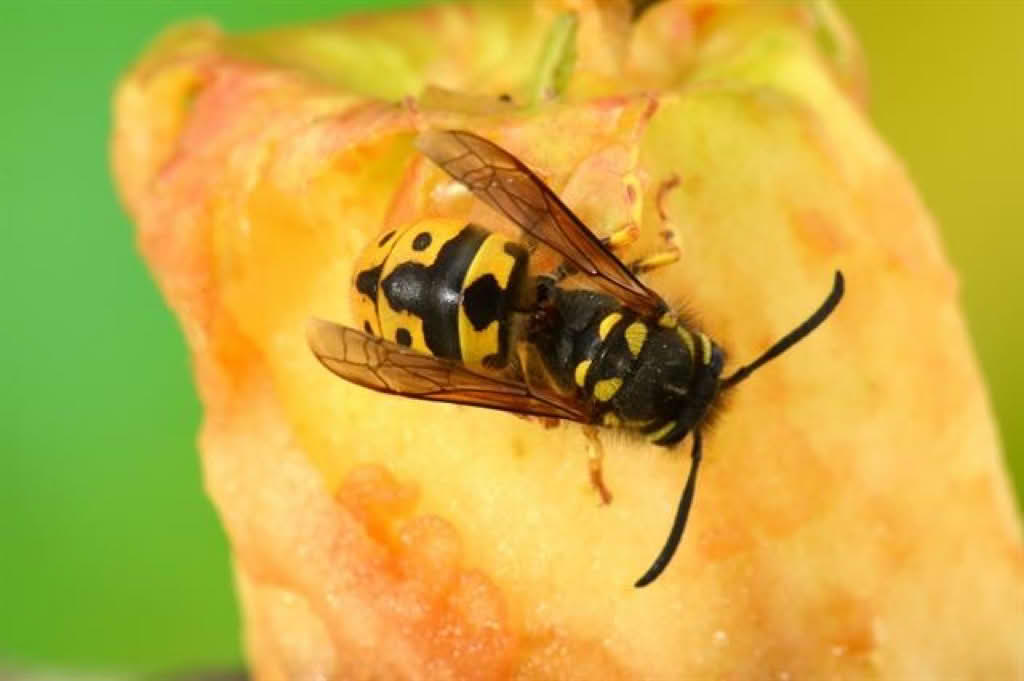 Paravespula germanica