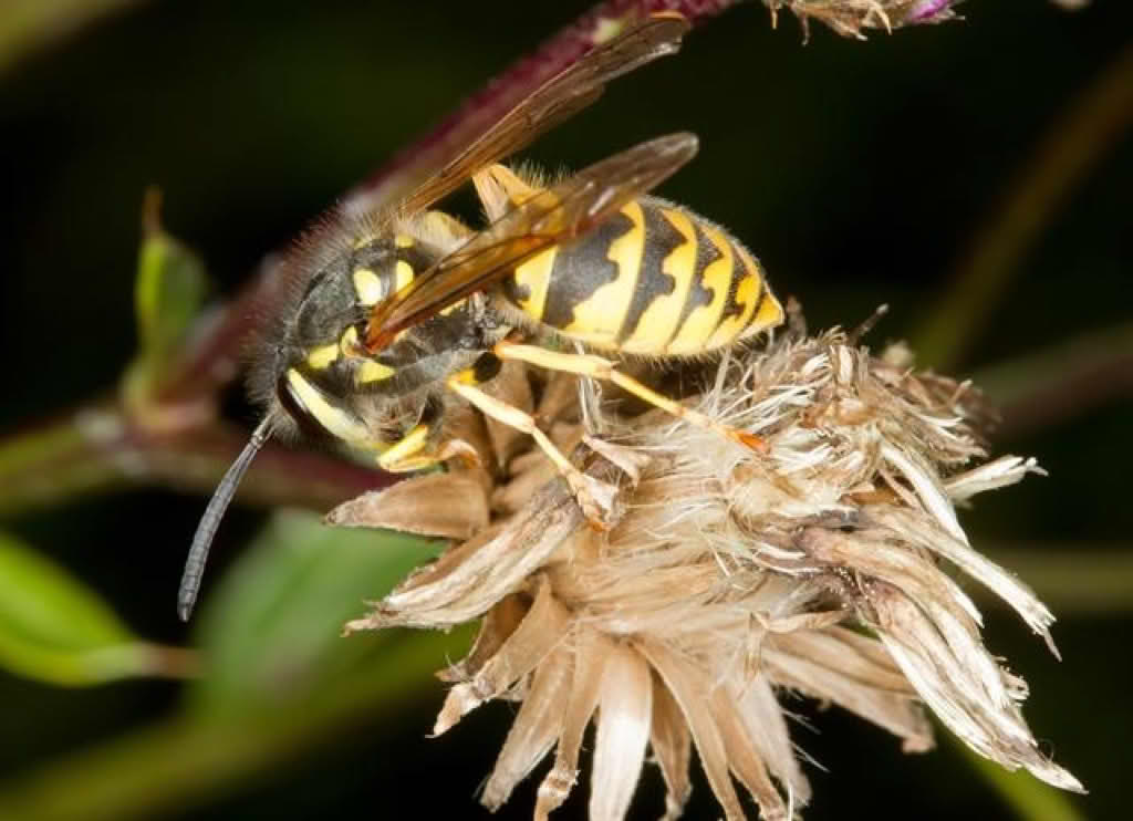 Paravespula germanica