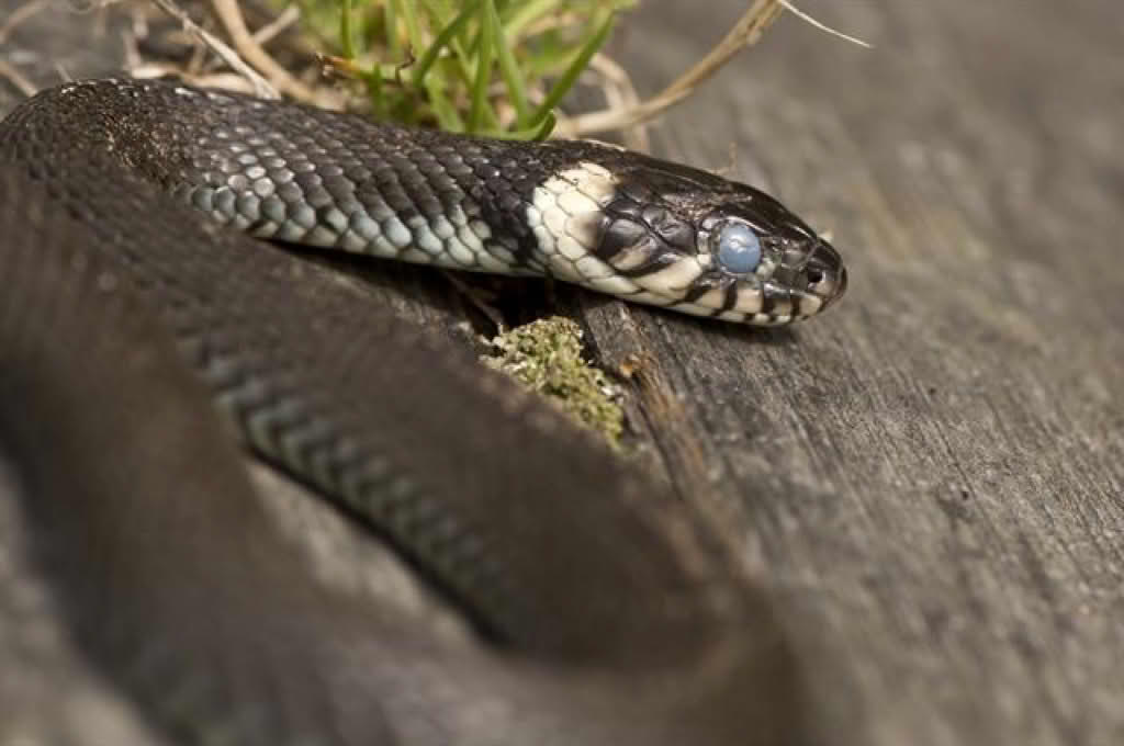 Natrix natrix