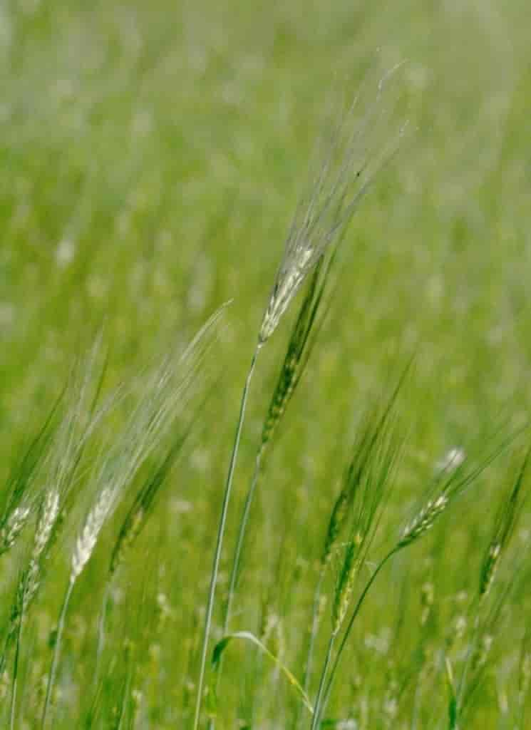 Hordeum vulgare var. vulgare