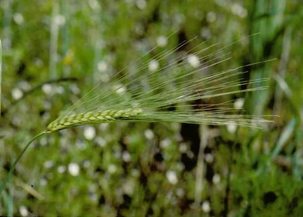 Hordeum vulgare