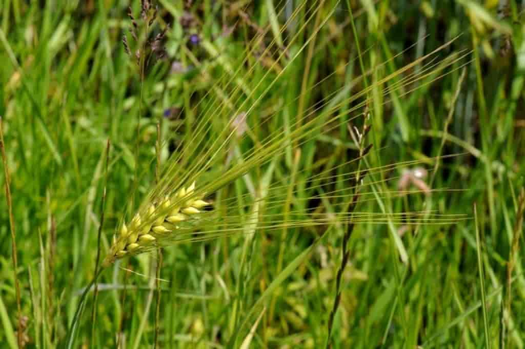 Hordeum vulgare var. vulgare