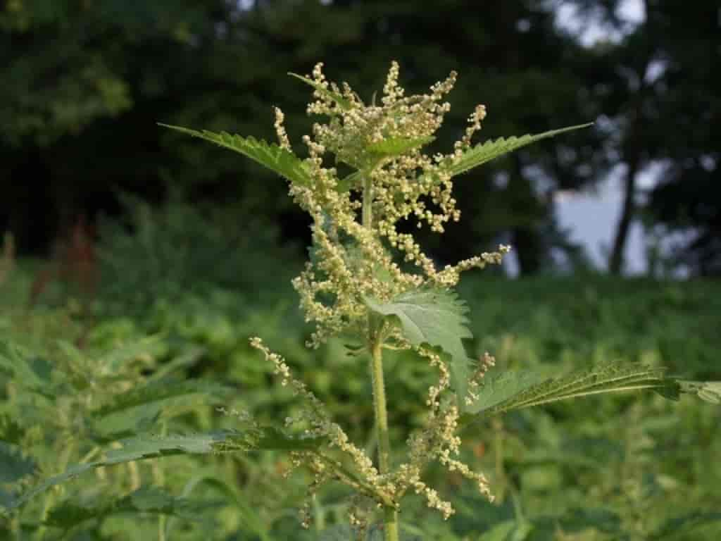 Urtica dioica