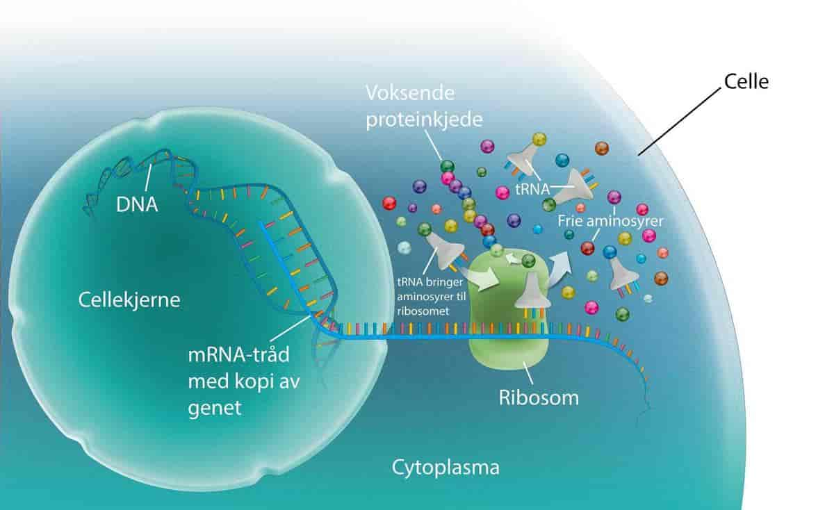 Proteinsyntesen