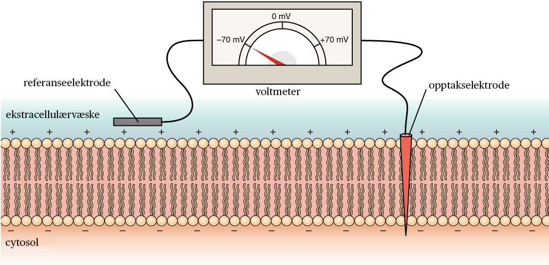 Membranpotensial