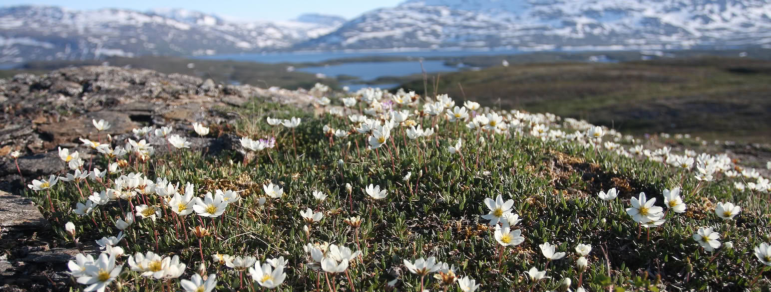 Reinrosehei