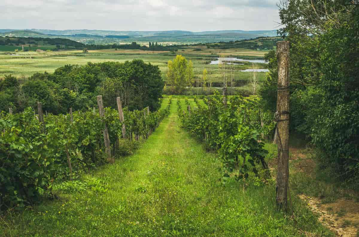 Vingård ved Balaton