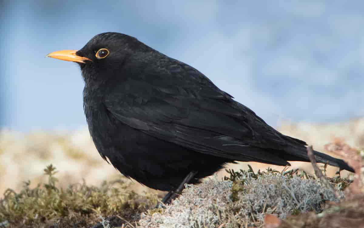 Svarttrost. Hannen er helsvart med okergult nebb, hunnen er mørkebrun (sammenlign ung stær).