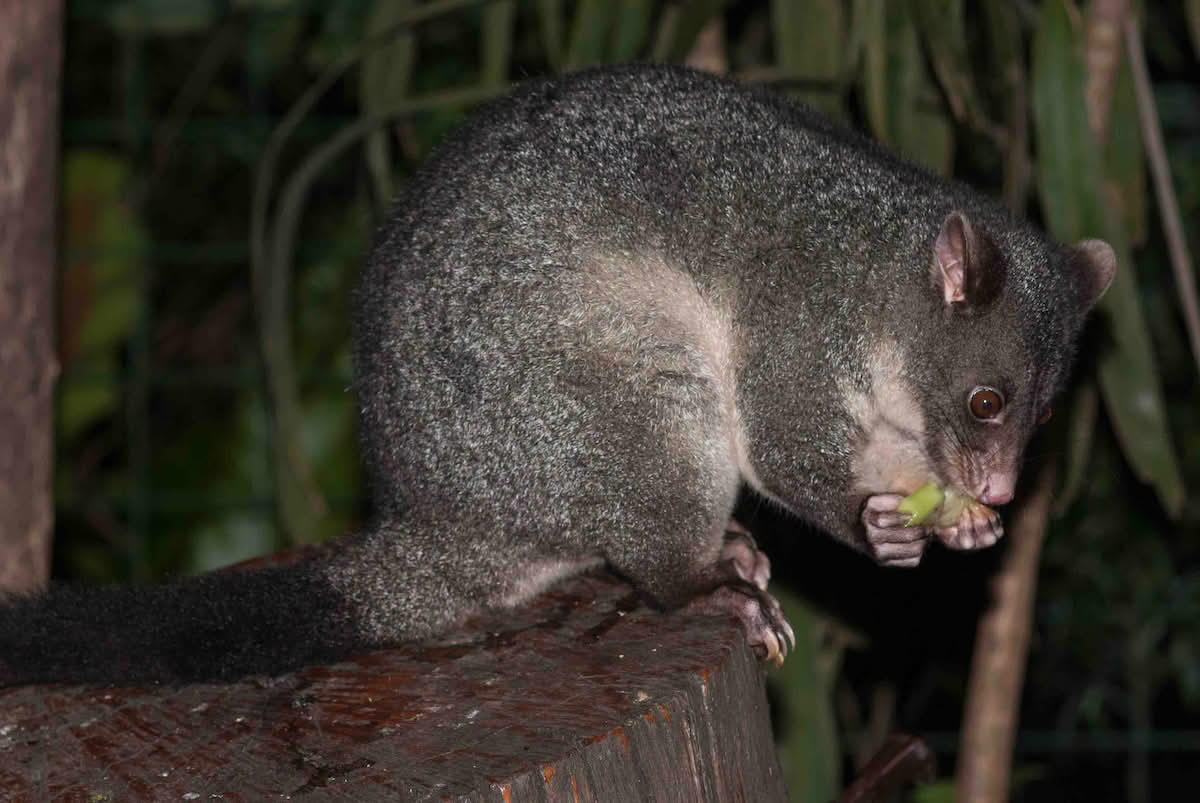 Trichosurus vulpecula
