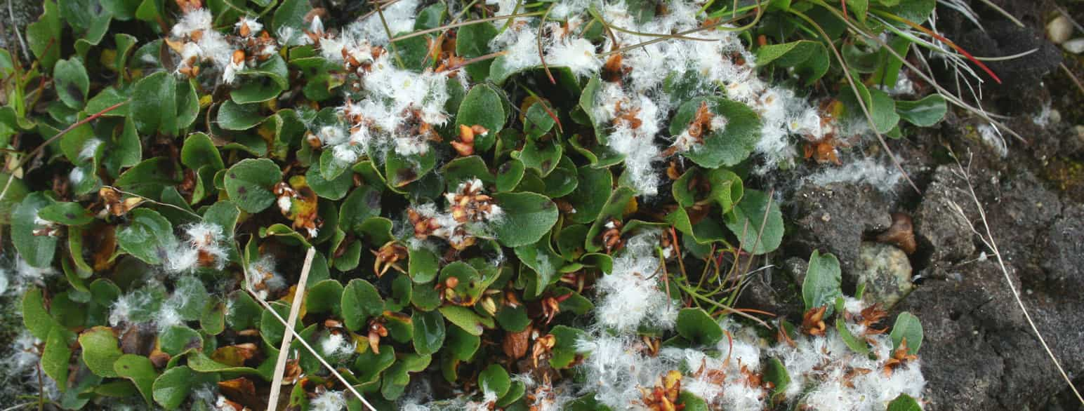 Musøre, hunnplante med modne kapsler og frø med frøull. Finse.