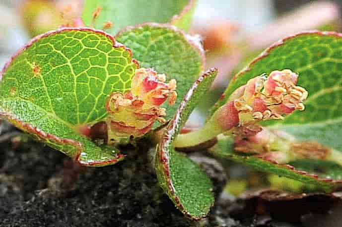 Musøre, hannplante i blomst