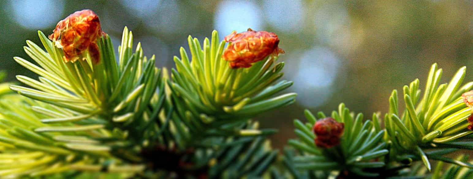 Picea_sitchensis