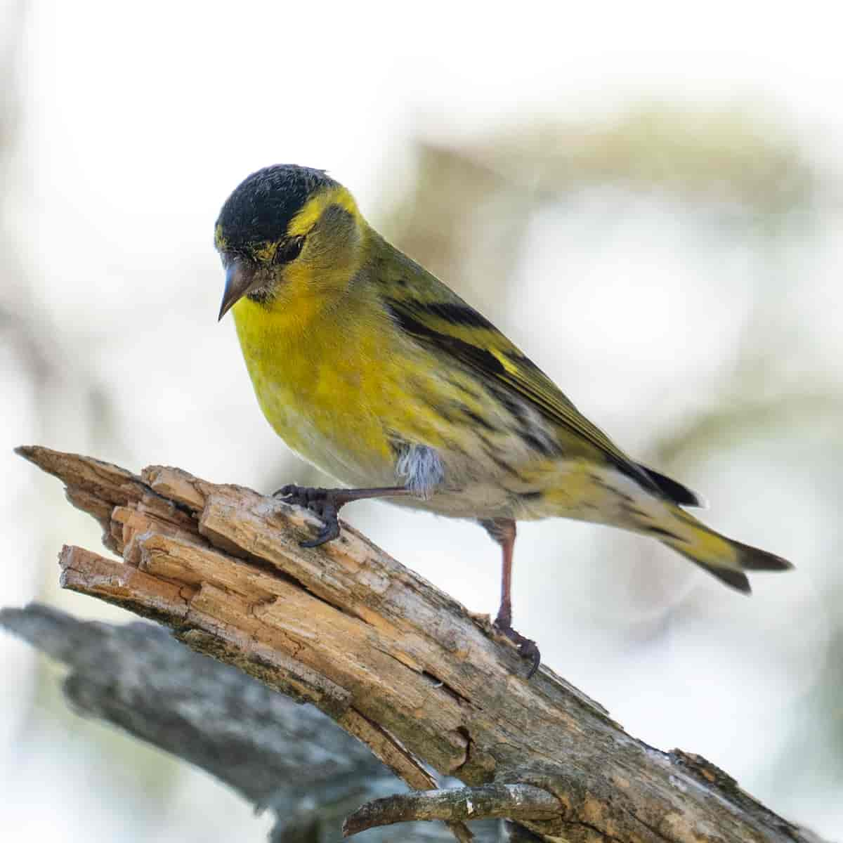 Grønnsisik. Carduelis spinus.