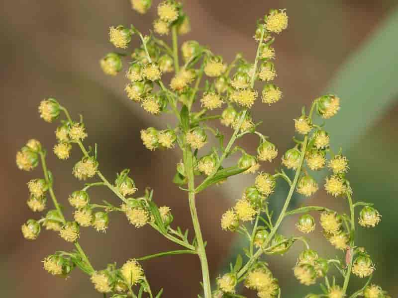 Artemisia annua