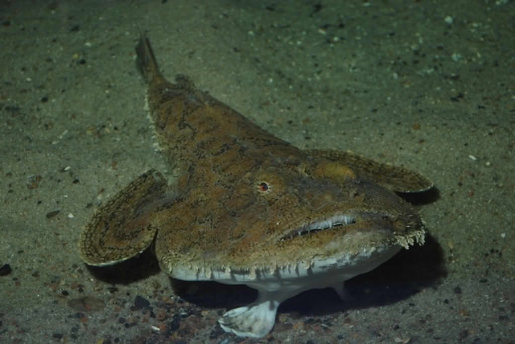 Lophius piscatorius