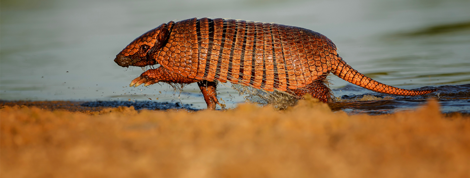 Euphractus sexcinctus