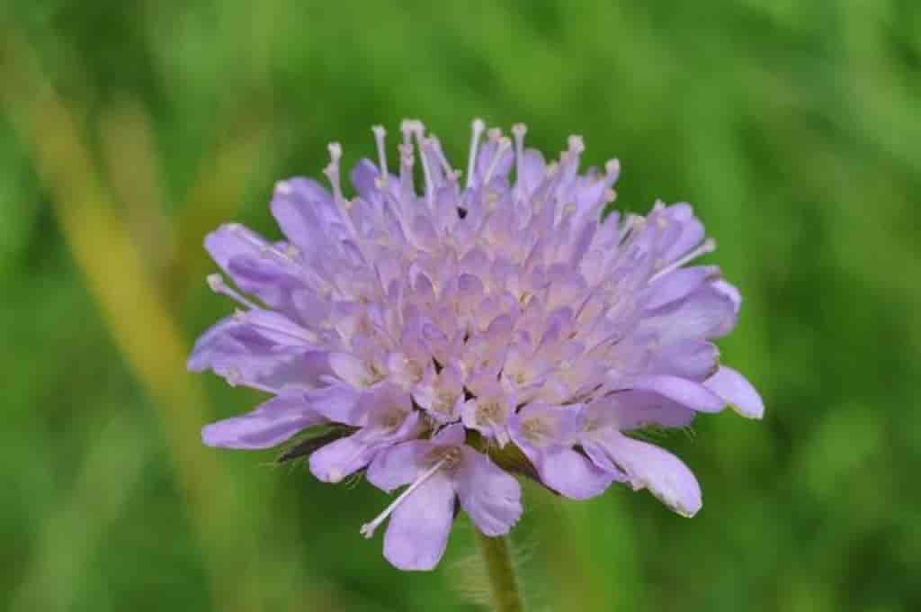 Knautia arvensis