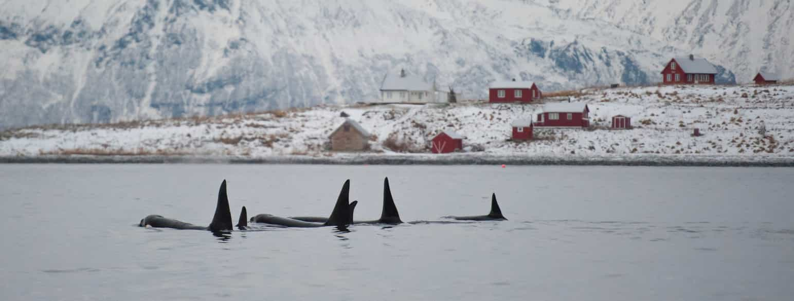 Spekkhoggerflokk i nord-norsk fjord