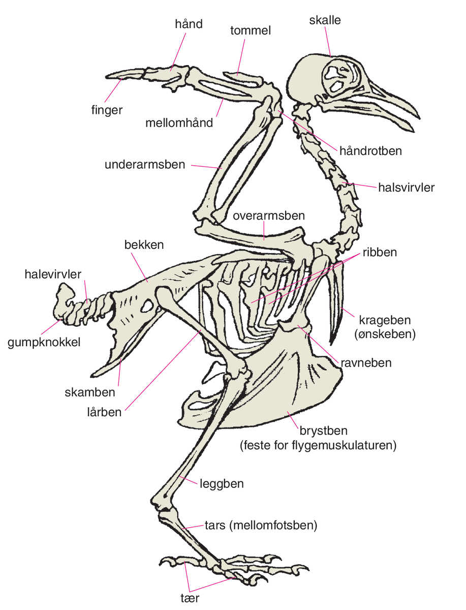 fugler (tegning, knokler)