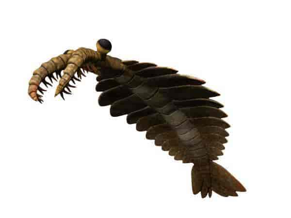 Anomalocaris Rekonstruksjon