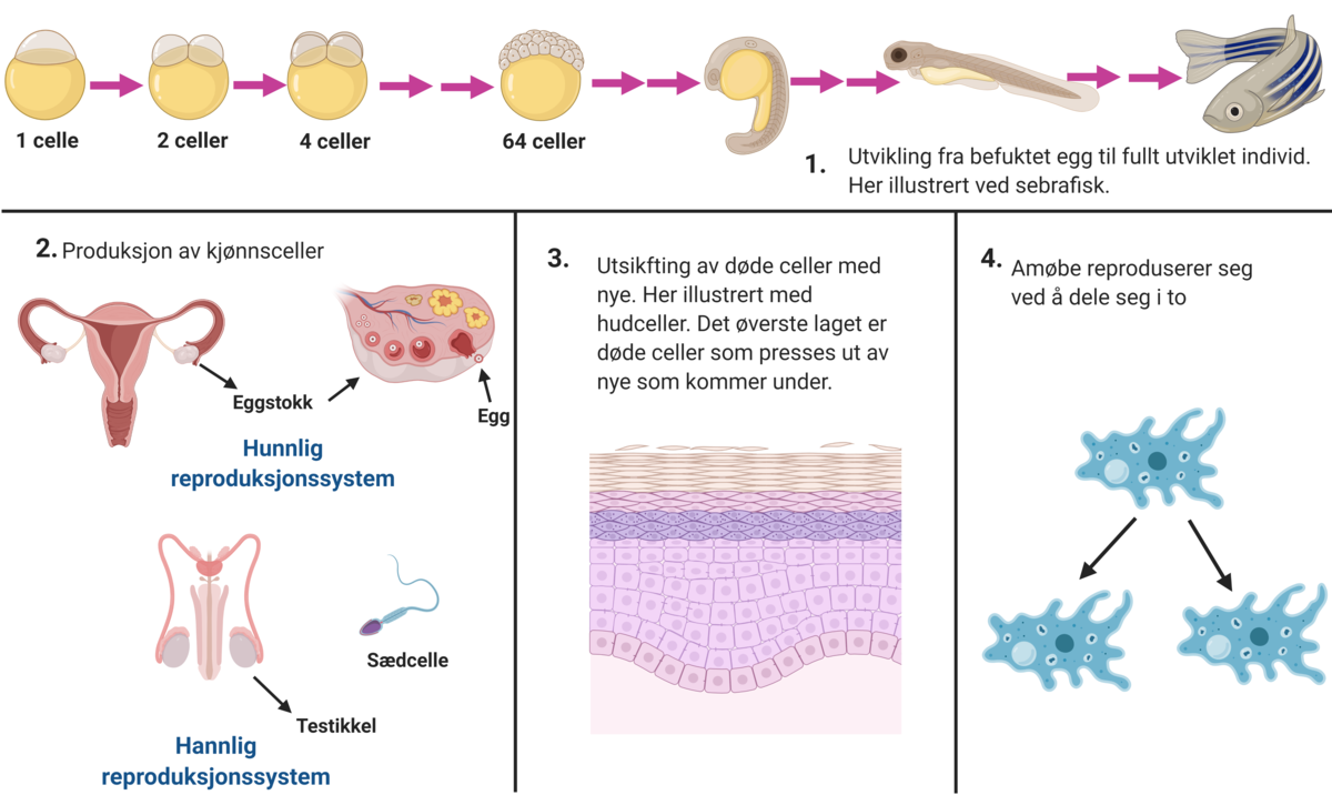 Kopiering av DNA (DNA-replikasjon)