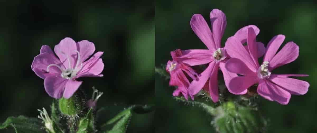 Silene dioica