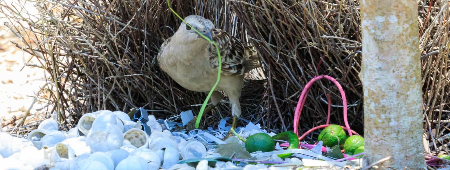 Hannfugl av grågartner, Chlamydera nuchalis, steller med spillplassen i Queensland, Australia