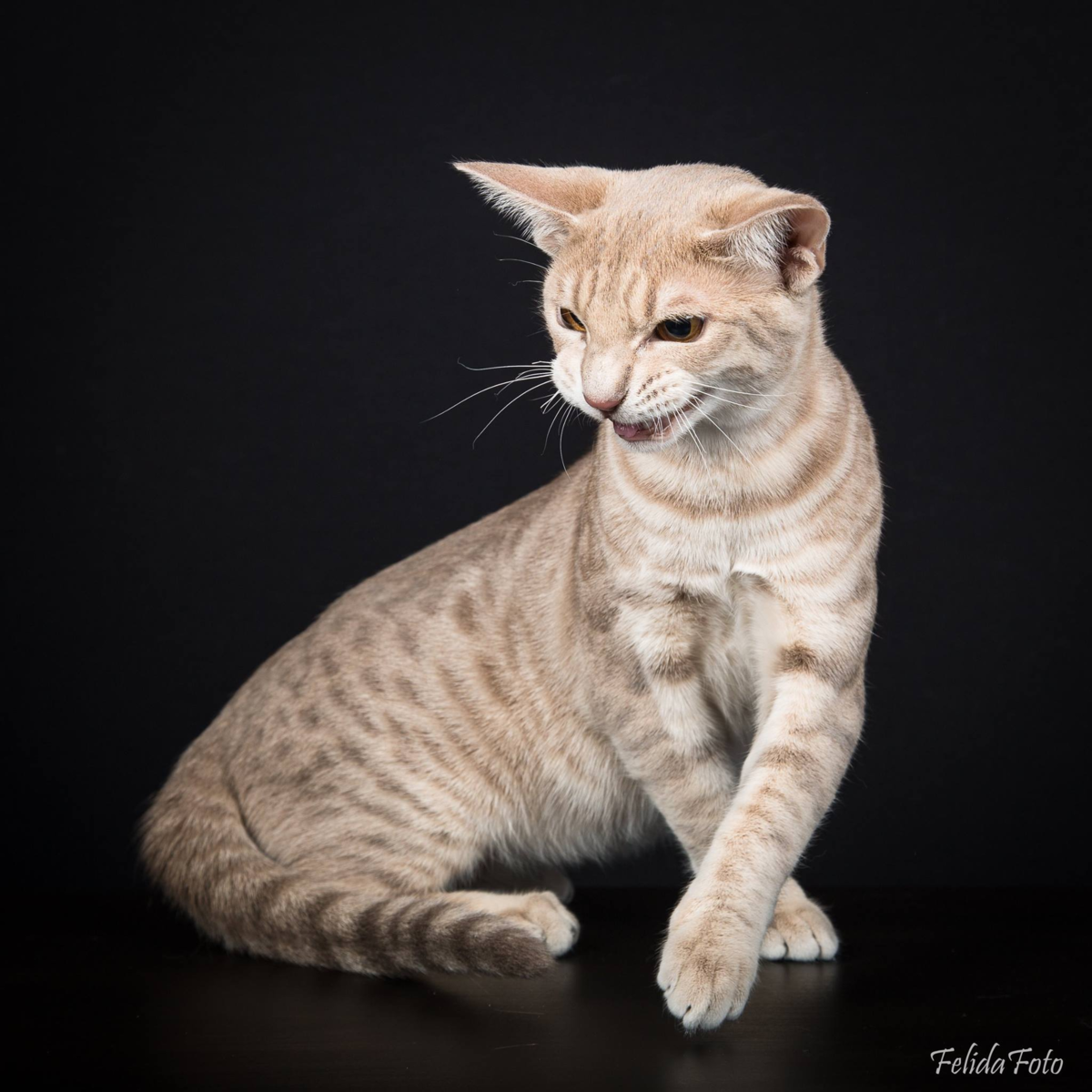 Ocicat