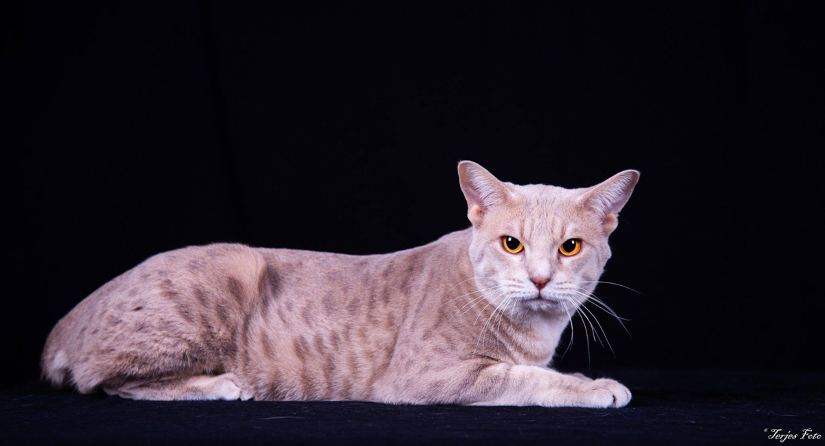 Ocicat