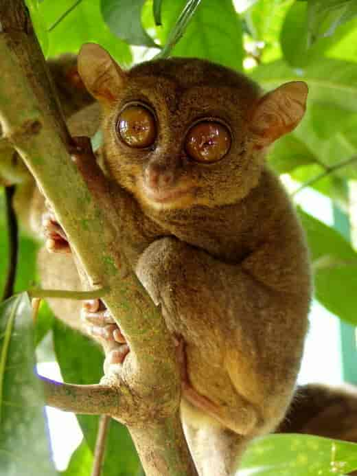 Tarsius syrichta