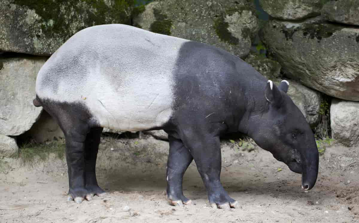 Skaberakktapir