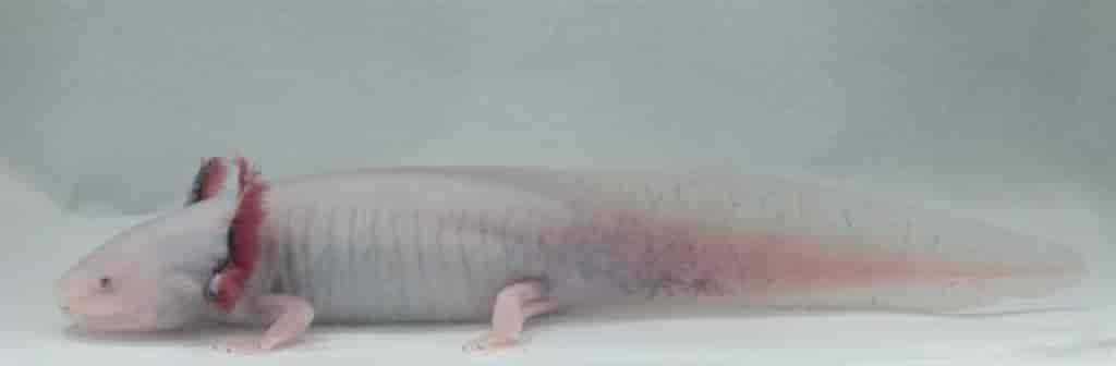 Ambystoma mexicanum