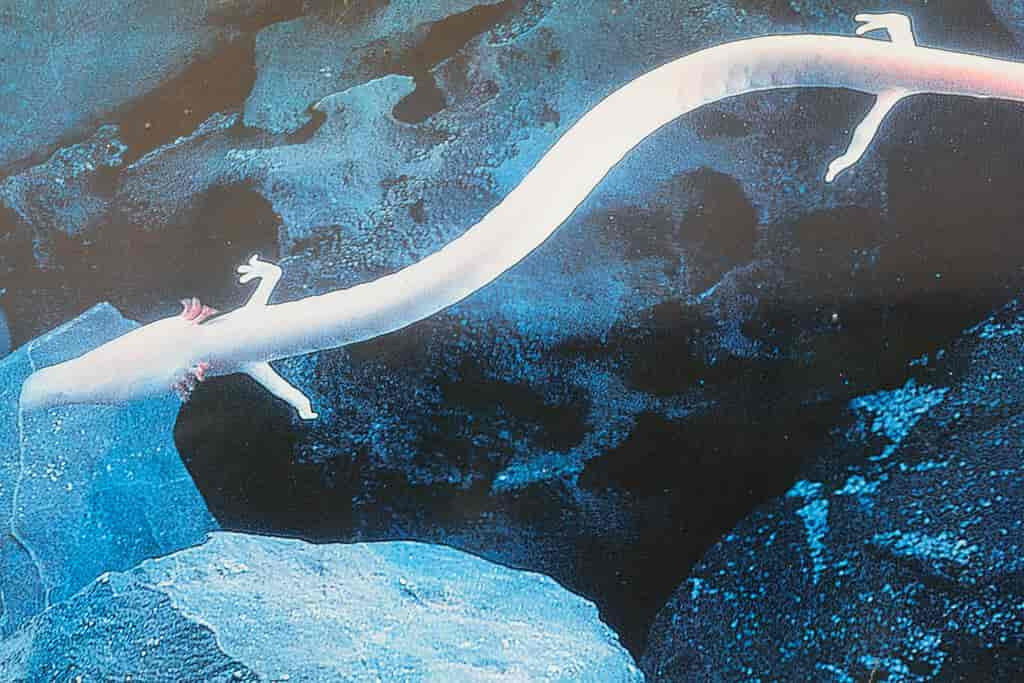 Olm