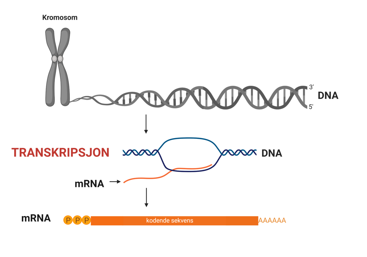 Transkripsjon av DNA gir mRNA.
