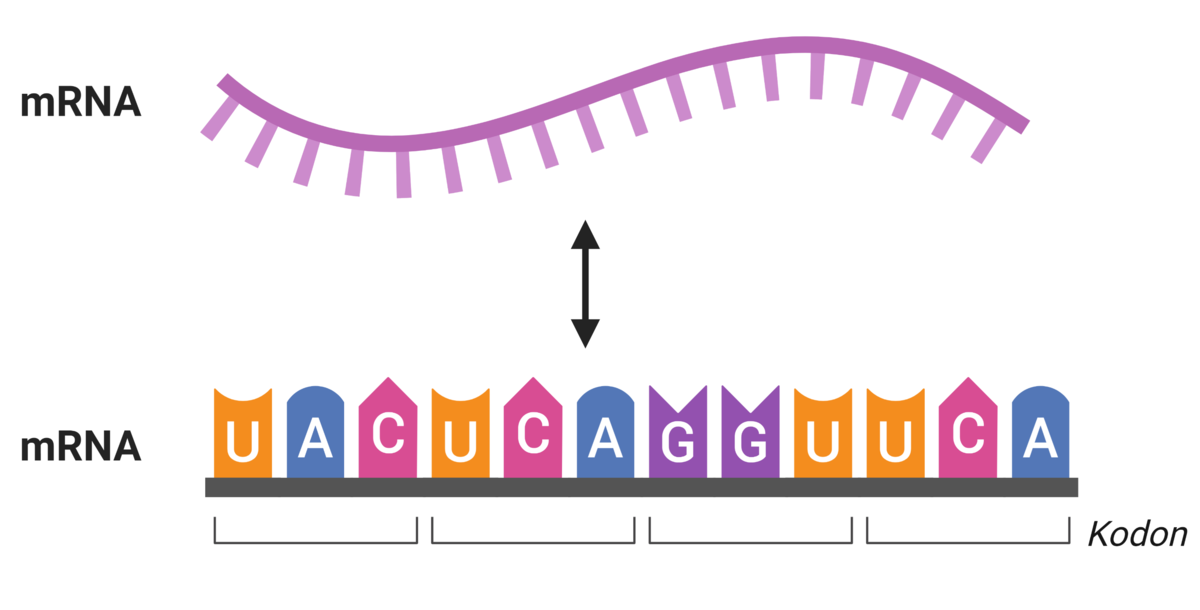 mRNA