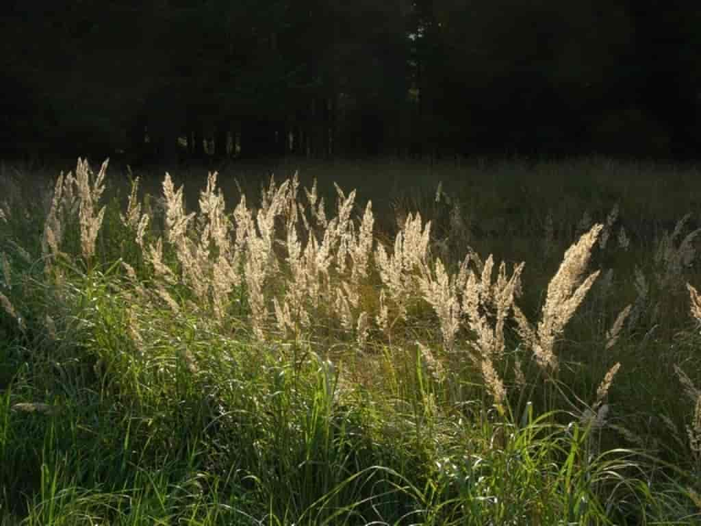 Calamagrostis epigeios