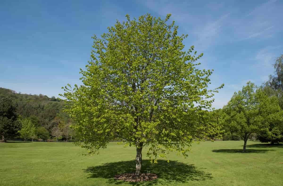 Tilia cordata