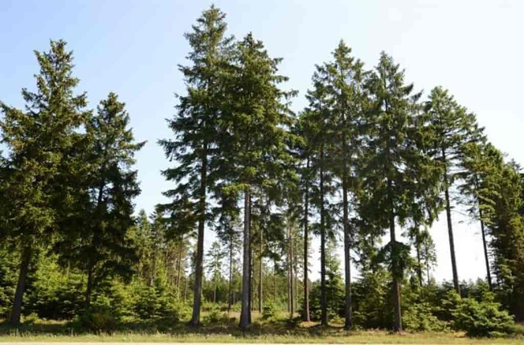 Picea abies