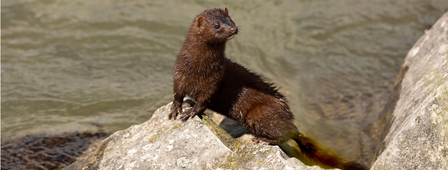 Mink