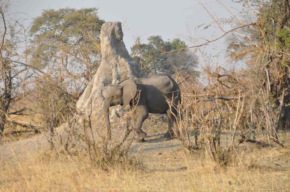 Termittue i Botswana