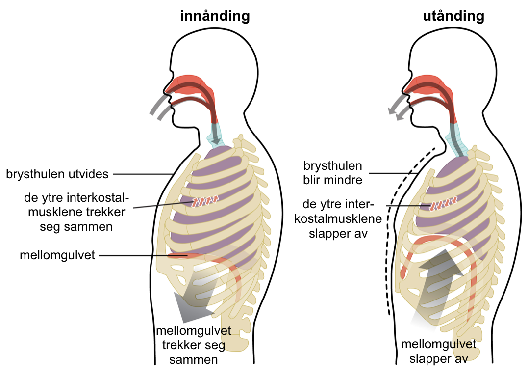 Respirasjonsmusklenes funksjon.
