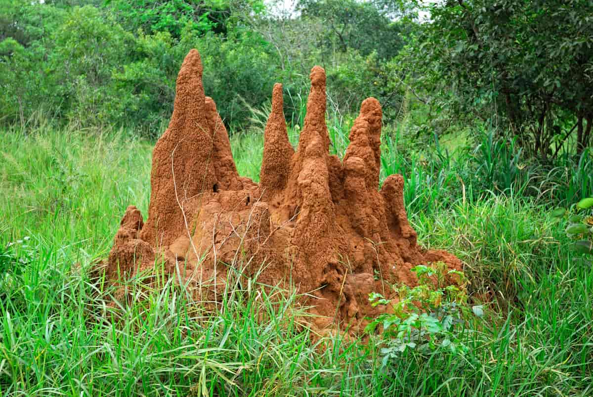 Termitt-tue i nordlige Uganda