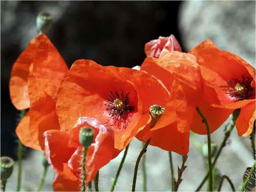 Papaver rhoeas, kornvalmue.