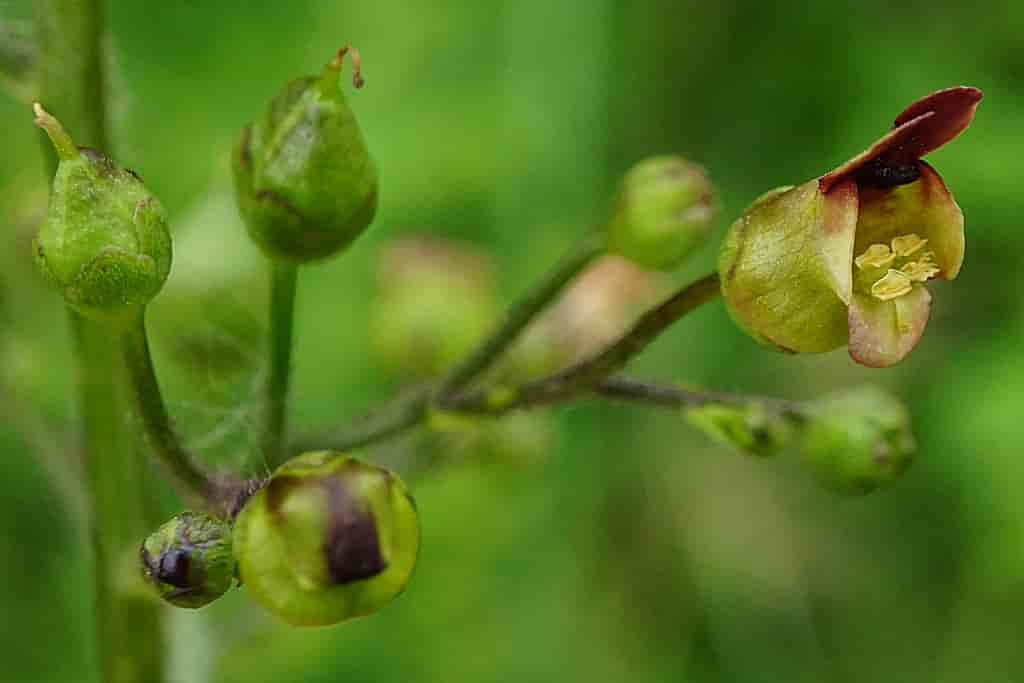 Brunrot nærbilde av blomster