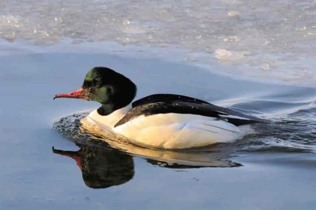 Mergus merganser