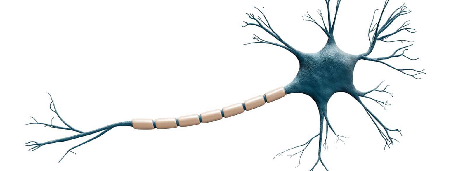 Nervecelle med myelinskjeder